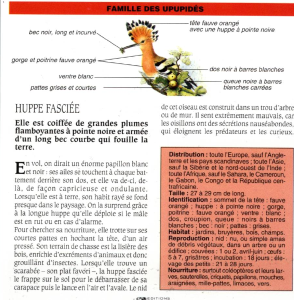 Prévisualisation du document HUPPE FASCIÉE