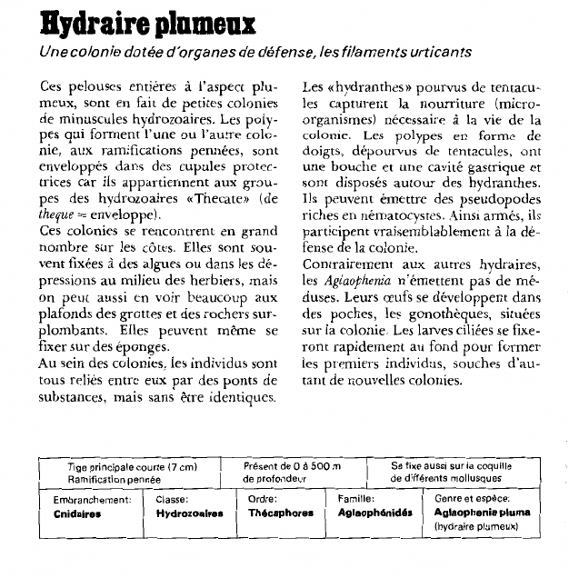 Prévisualisation du document Hydraire plumeux:Une colonie dotée d'organes de défense, les filaments urticants.