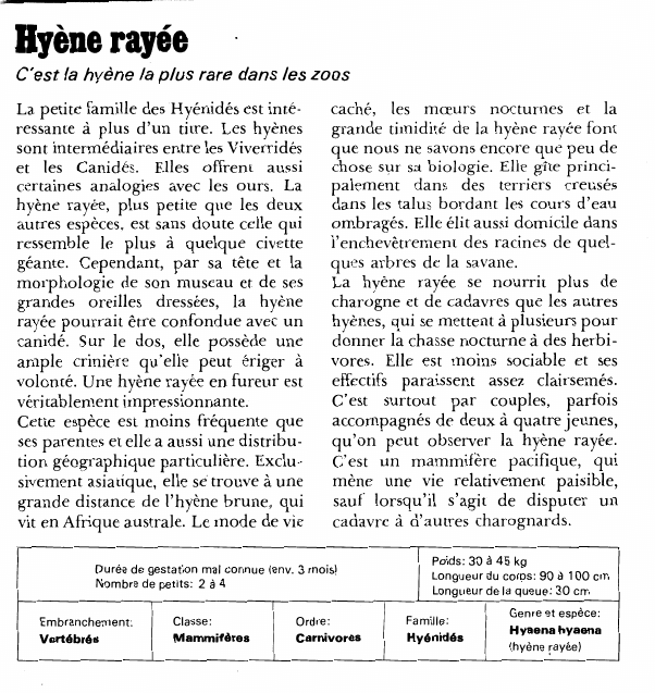 Prévisualisation du document Hyène rayéeC'est la hyène la plus rare dans les zoosLa petite famille des Hyénidés est intéressante à plus d'un titre.