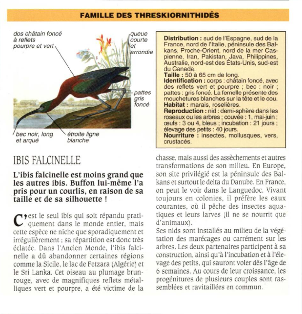 Prévisualisation du document IBIS FALCINELLE