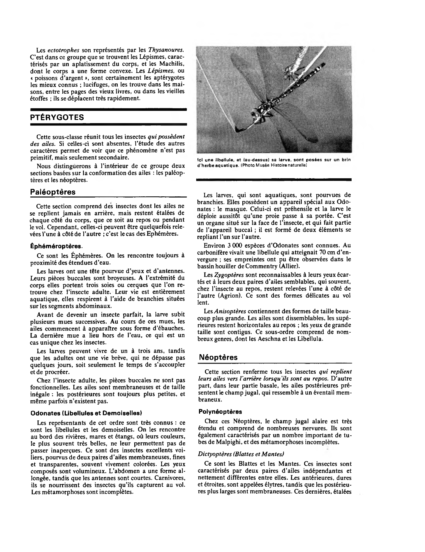 Prévisualisation du document INVERTÉBRÉS: INSECTES - Apterygotes - Pterygotes