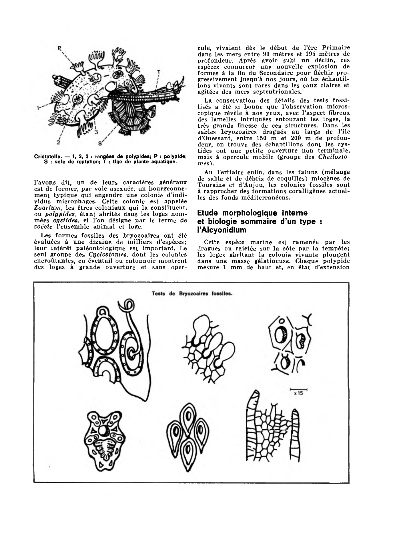 Prévisualisation du document INVERTÉBRÉS : LES BRYOZOAIRES