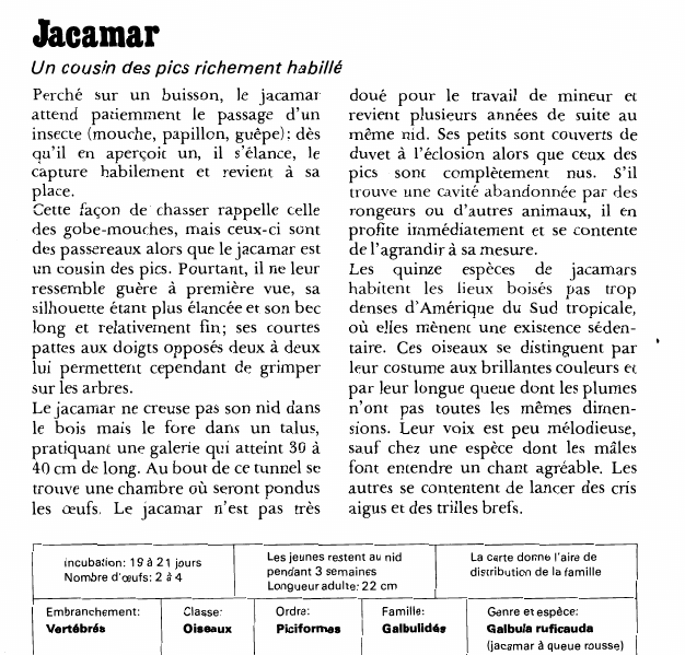 Prévisualisation du document Jacamar:Un cousin des pics richement habillé.