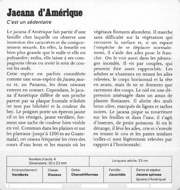 Prévisualisation du document Jacana d'Amérique:C'est un sédentaire.