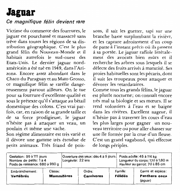 Prévisualisation du document JaguarCe magnifique félin devient rareVictime du commerce des fourrures, le jaguar est pourchassé et massacré sans trêve dans toutes les régions de sa distribution géographique.