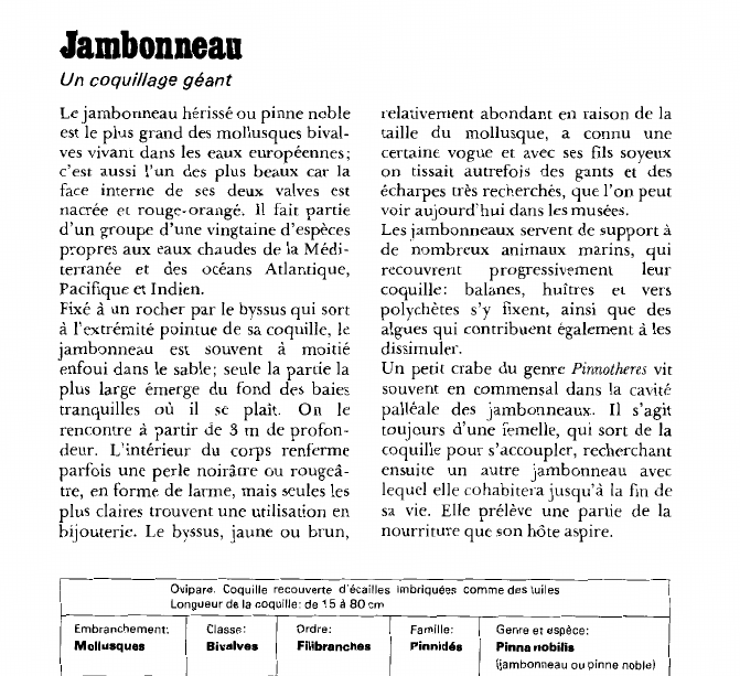 Prévisualisation du document JambonneauUn coquillage géant.