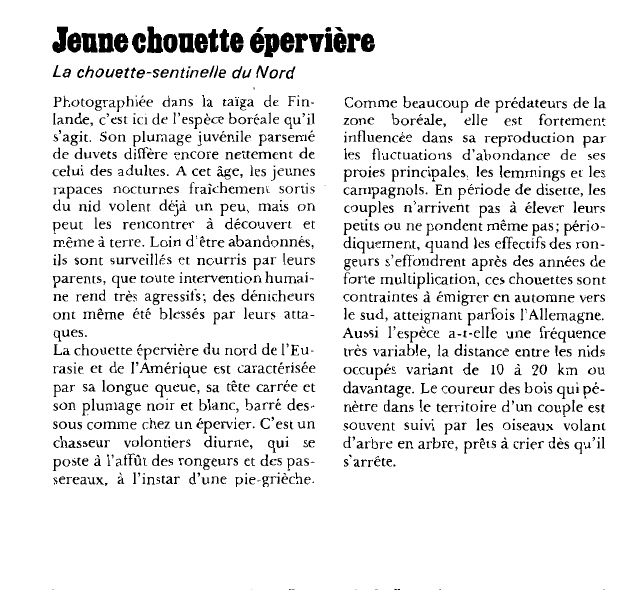 Prévisualisation du document Jeune chouette épervière:La chouette-sentinelle du Nord.