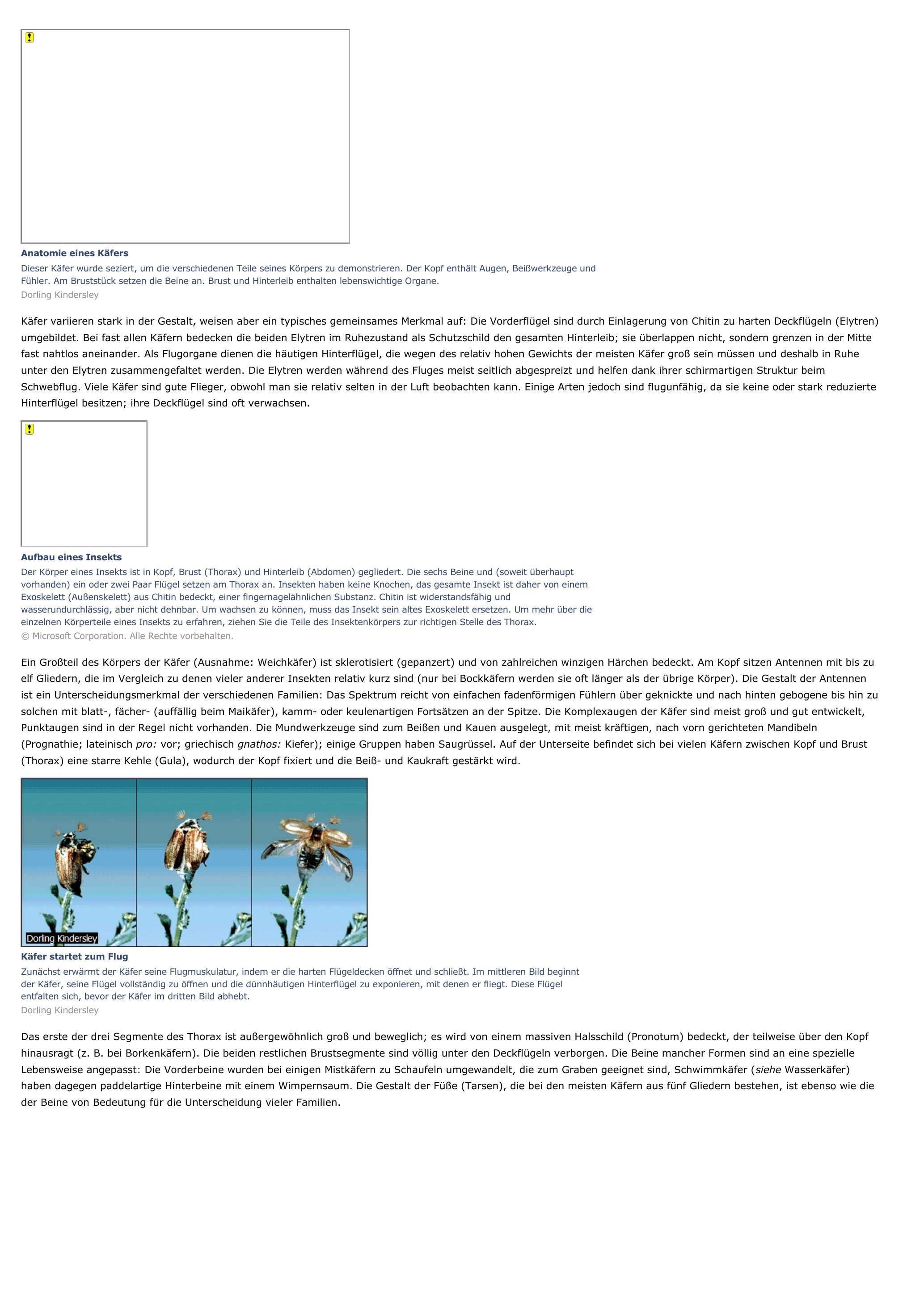 Prévisualisation du document Käfer - Tiere.