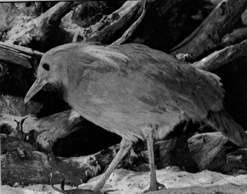 Prévisualisation du document Kagou:
C'est l'oiseau à crinière de Nouvelle-Calédonie.