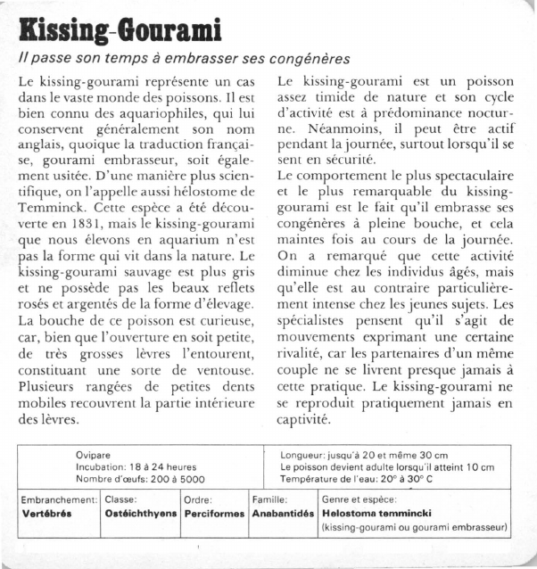 Prévisualisation du document Kissing-Gourami:Il passe son temps à embrasser ses congénères.