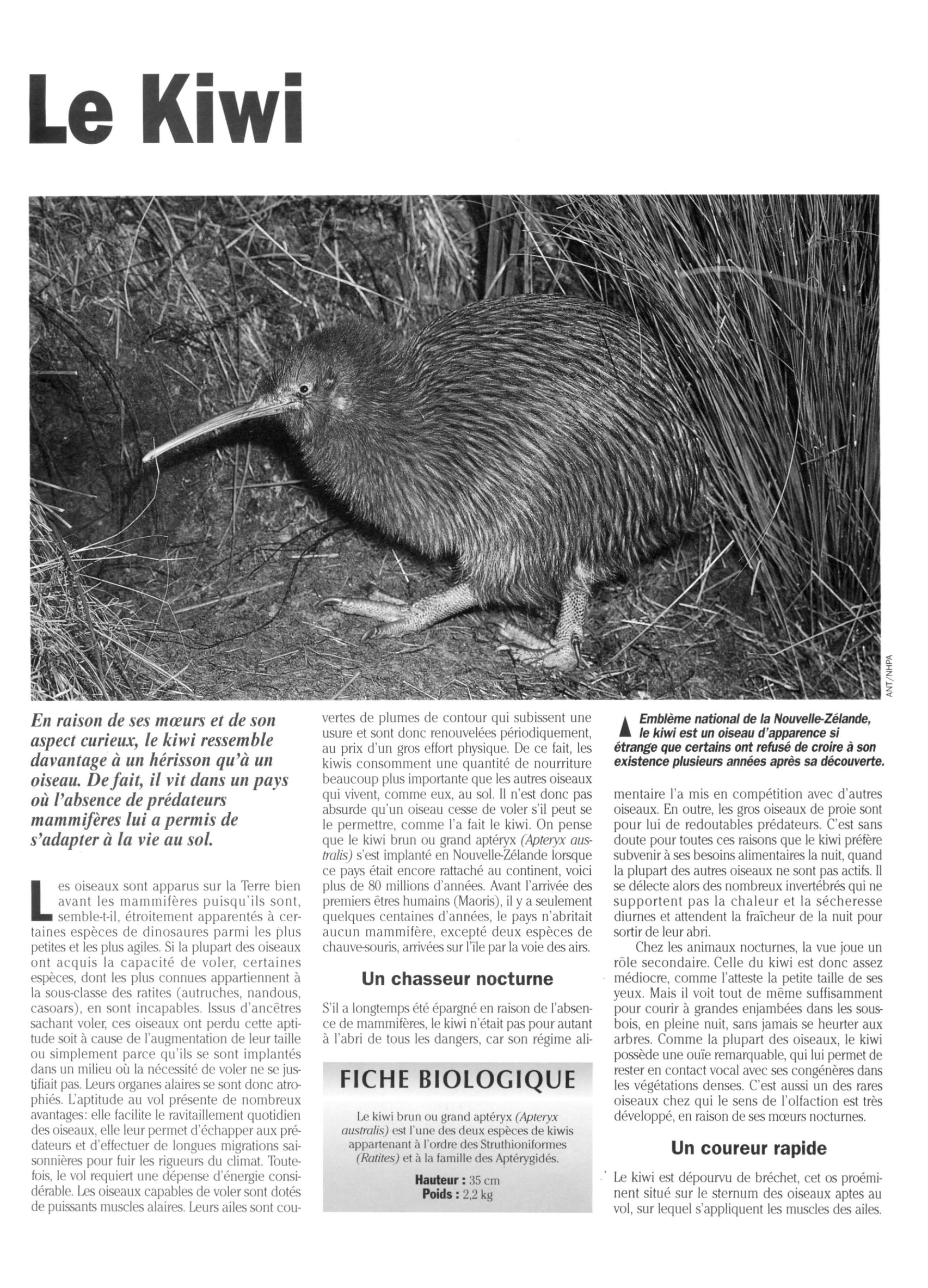 Prévisualisation du document Kiwi