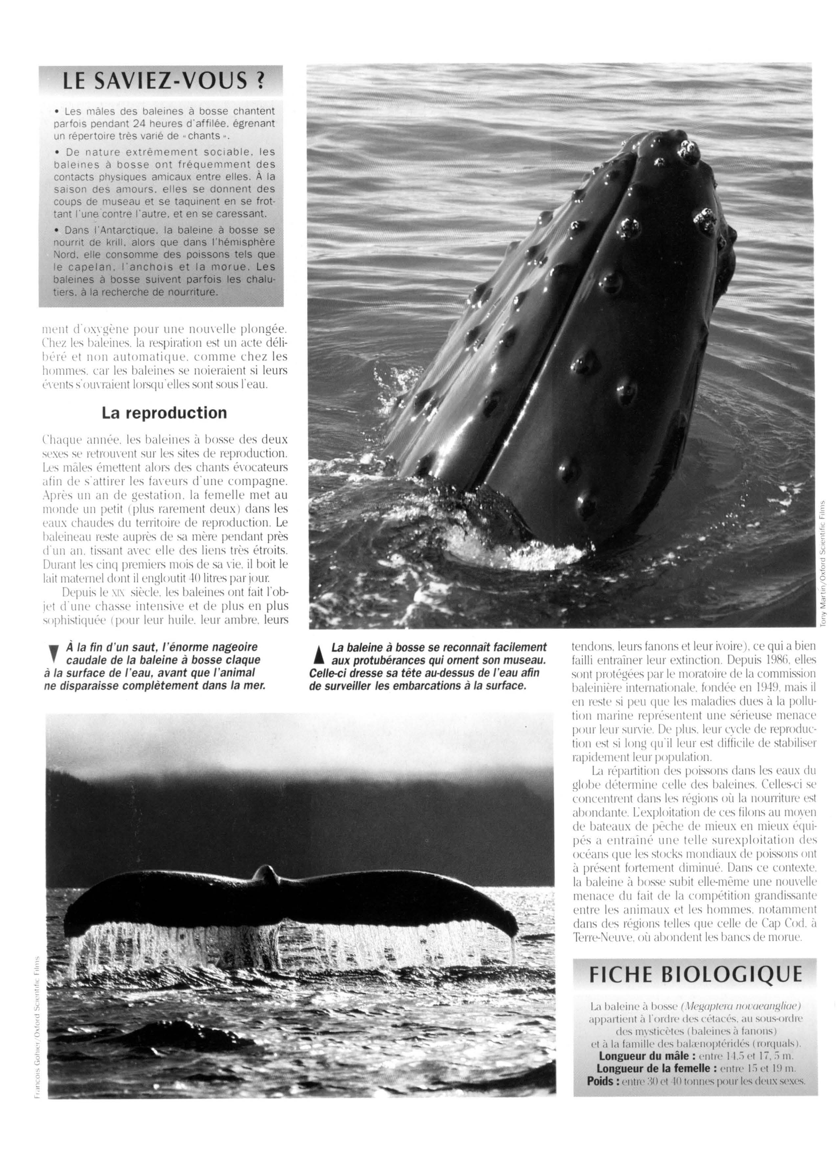 Prévisualisation du document La Baleine à bosse