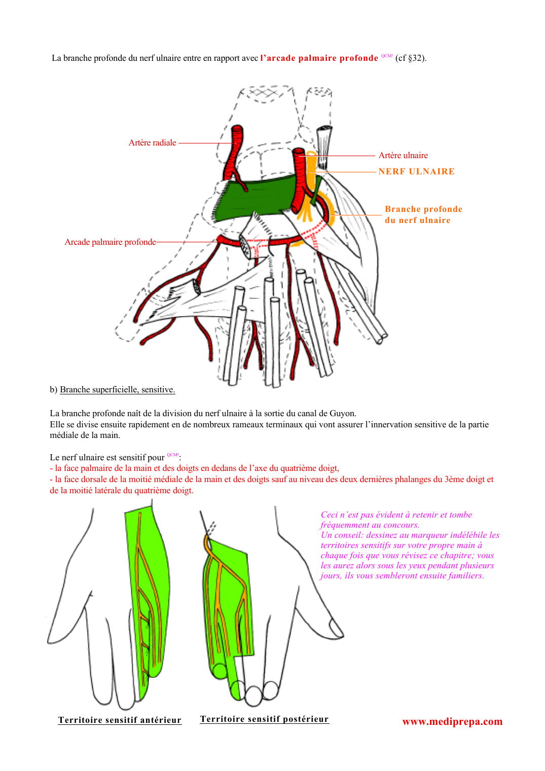 Prévisualisation du document La branche profonde du nerf ulnaire entre en rapport avec l 'arcade palmaire profondeQCM!