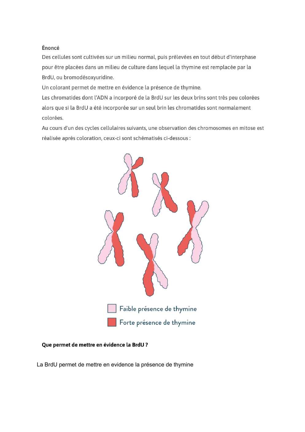 Prévisualisation du document La BrdU permet de mettre en evidence la présence de thymine