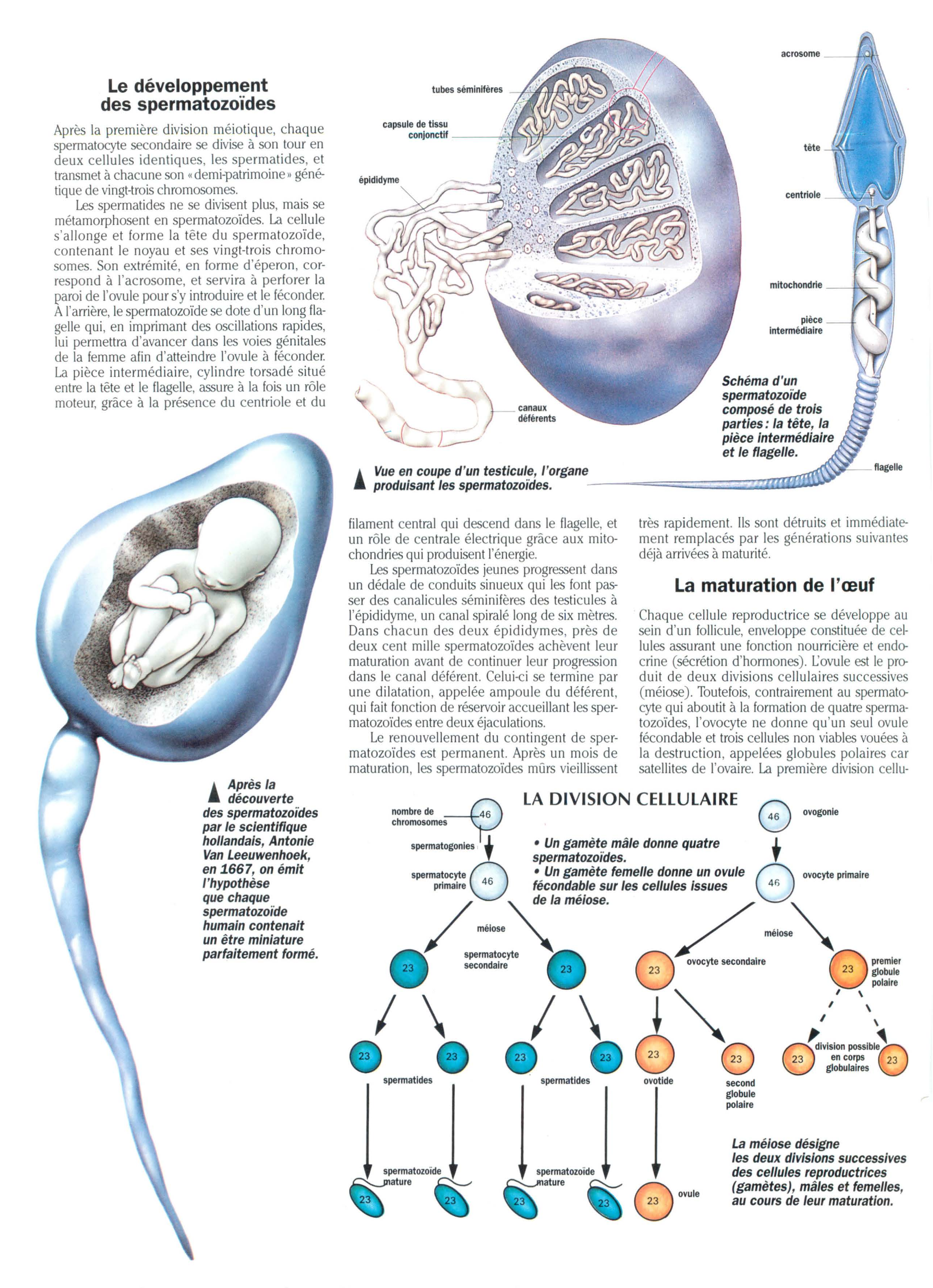 Prévisualisation du document La Conception (SVT)