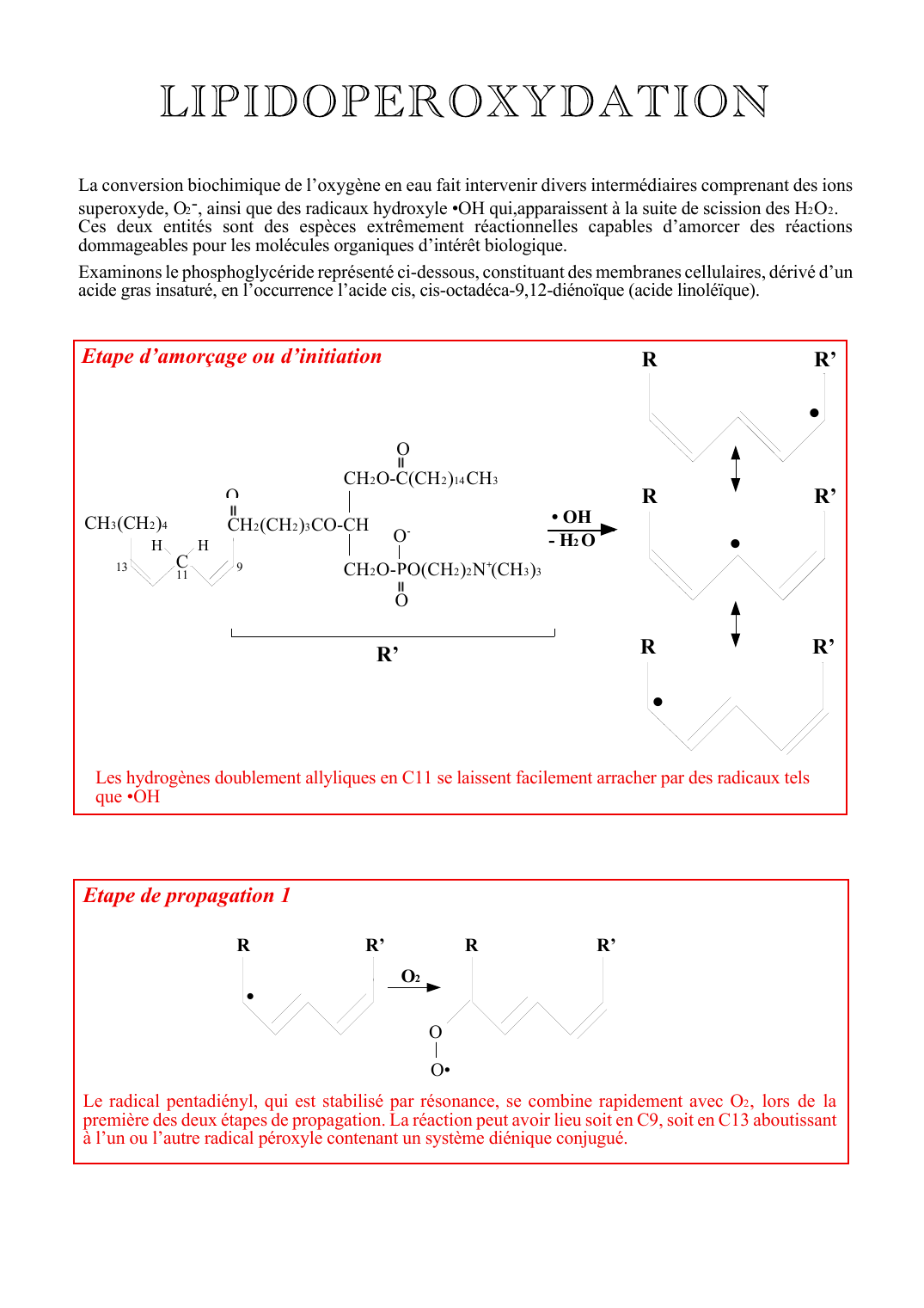 Prévisualisation du document La conversion biochimique de l'oxygène en eau fait intervenir divers intermédiaires comprenant des ionssuperoxyde, O2 -, ainsi que des radicaux hydroxyle oOH qui,apparaissent à la suite de scission des H2 O2 .