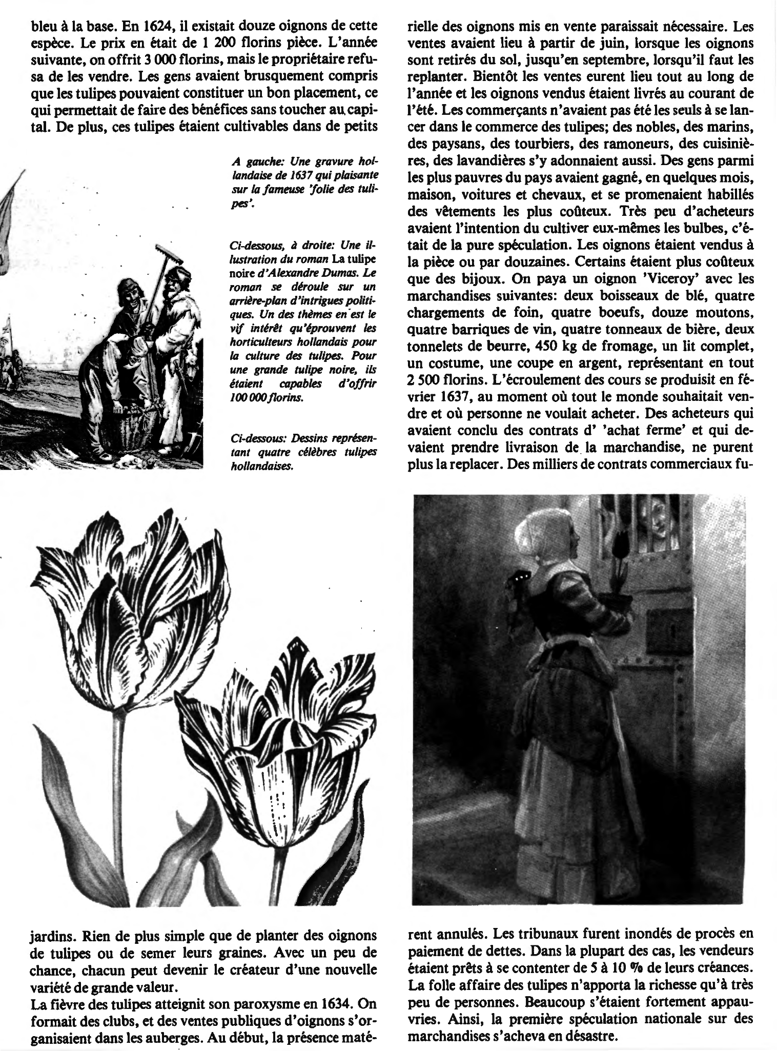 Prévisualisation du document La folle affaire des tulipes Pays-Bas, vers 1630 (histoire)