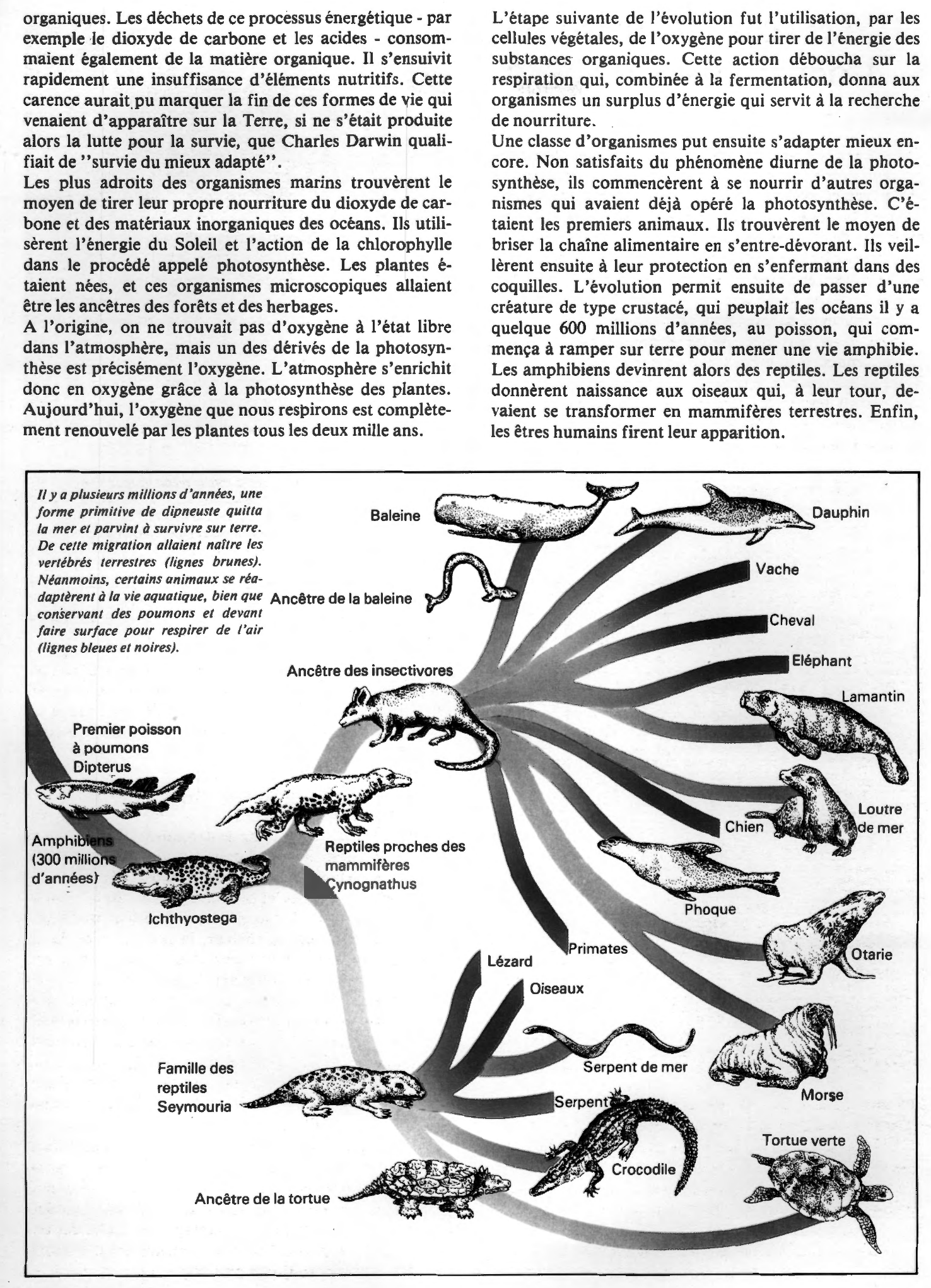 Prévisualisation du document La formation de l'océan primordial