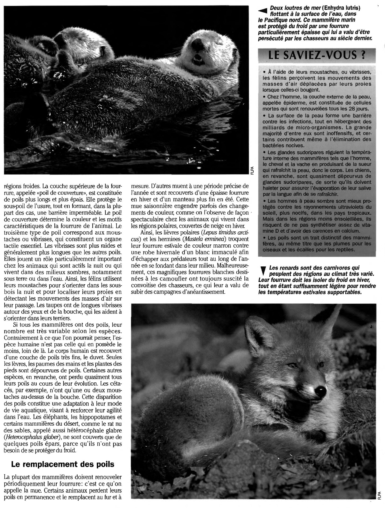 Prévisualisation du document La Fourrure et la Peau des mammifères