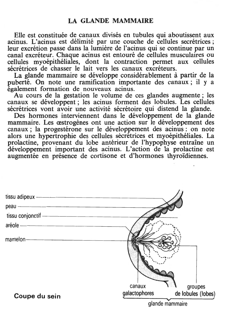 Prévisualisation du document LA LACTATION