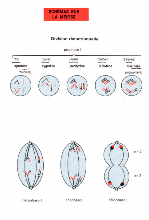 Prévisualisation du document LA MÉÏOSE