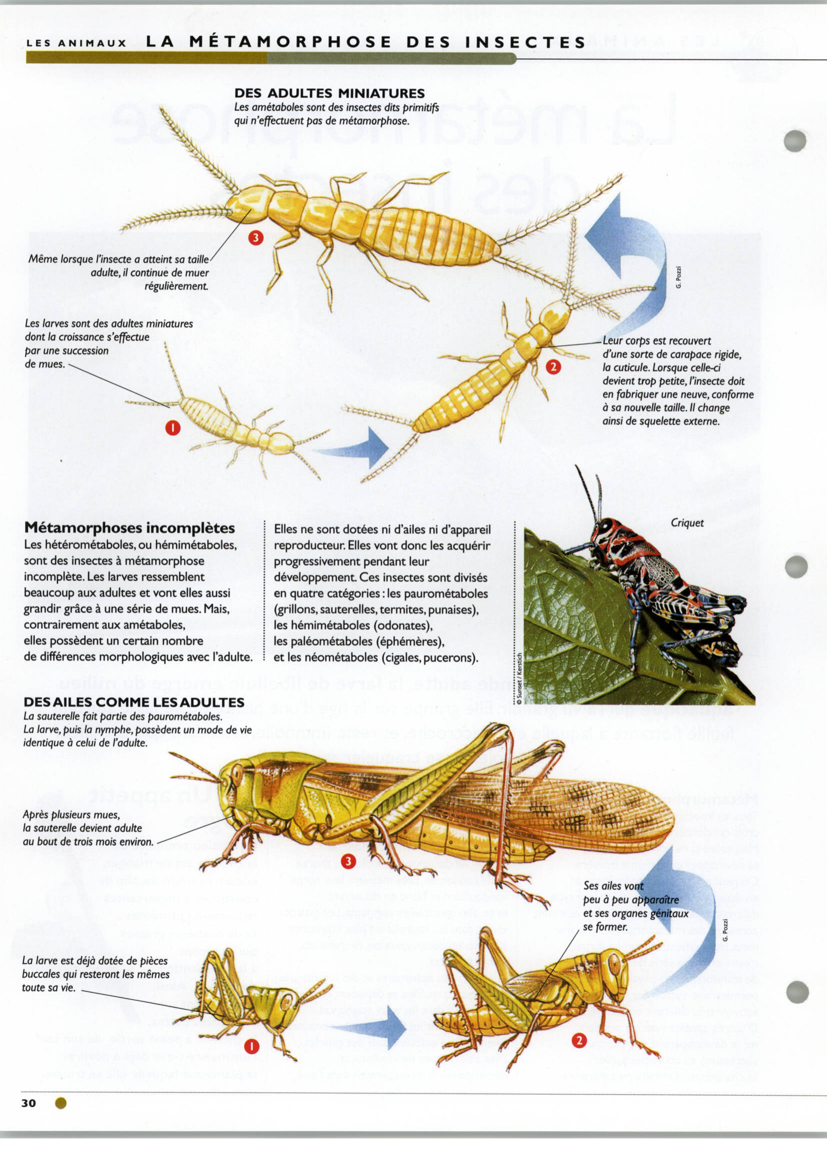 Prévisualisation du document La métamorphose des insectes