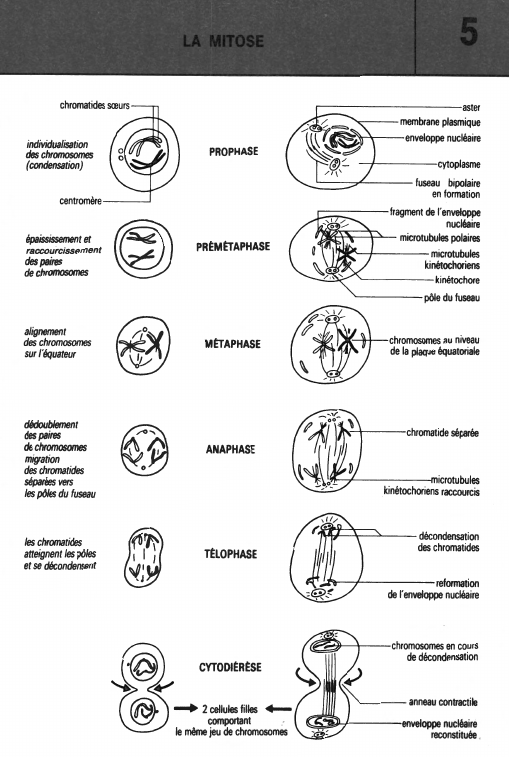 Prévisualisation du document LA MITOSE