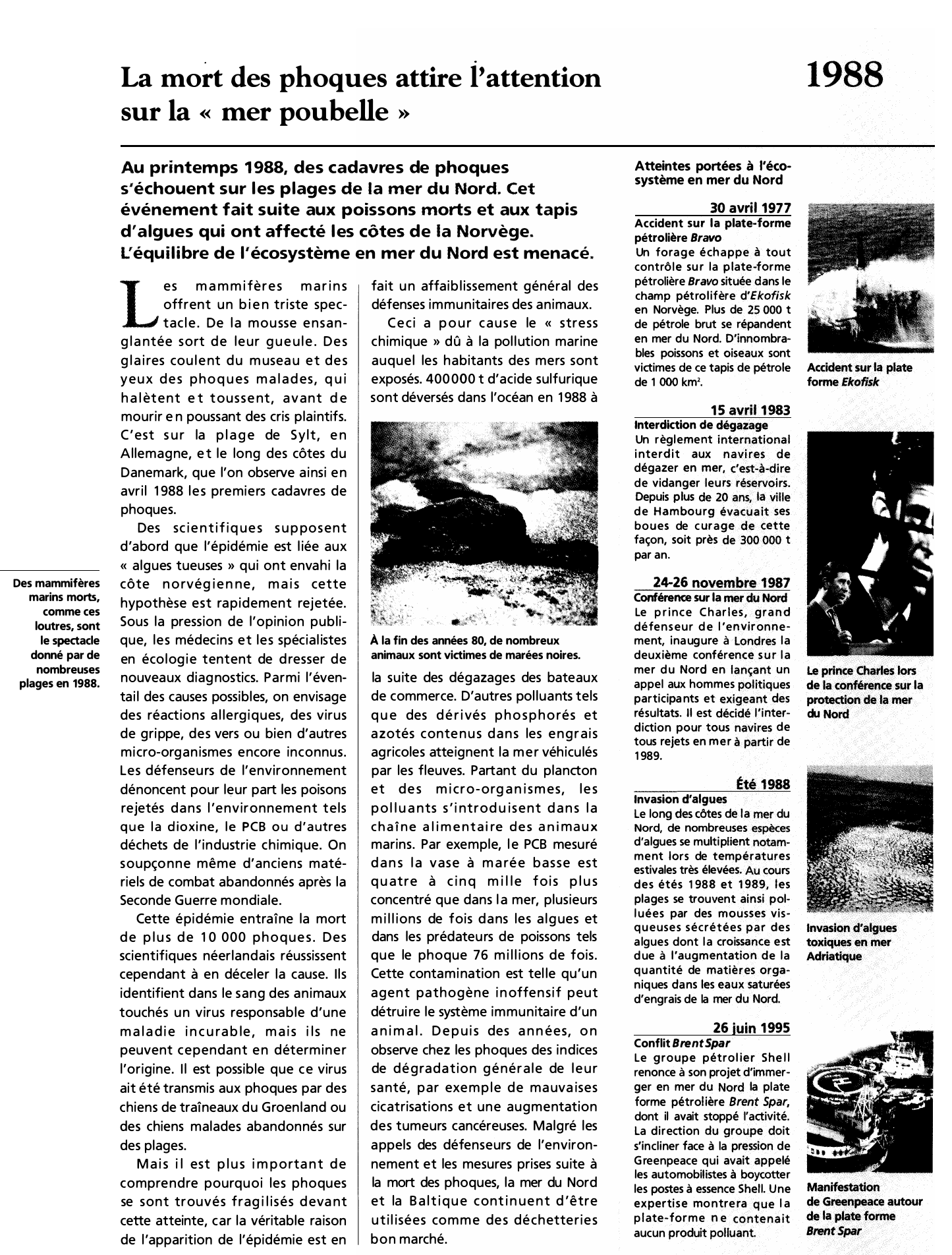 Prévisualisation du document La mort des phoques attire l'attention sur la « mer poubelle »