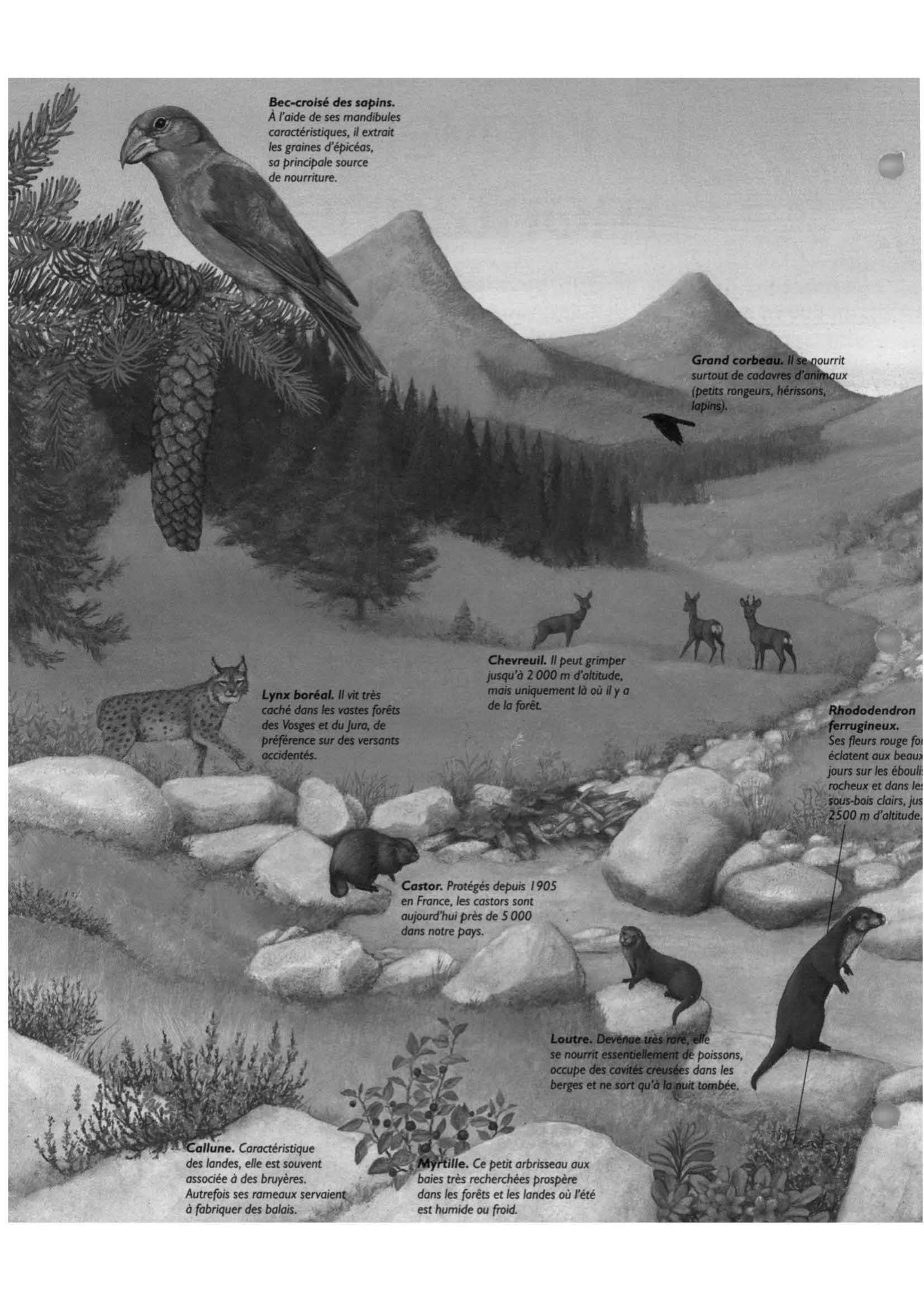 Prévisualisation du document La moyenne  montagne