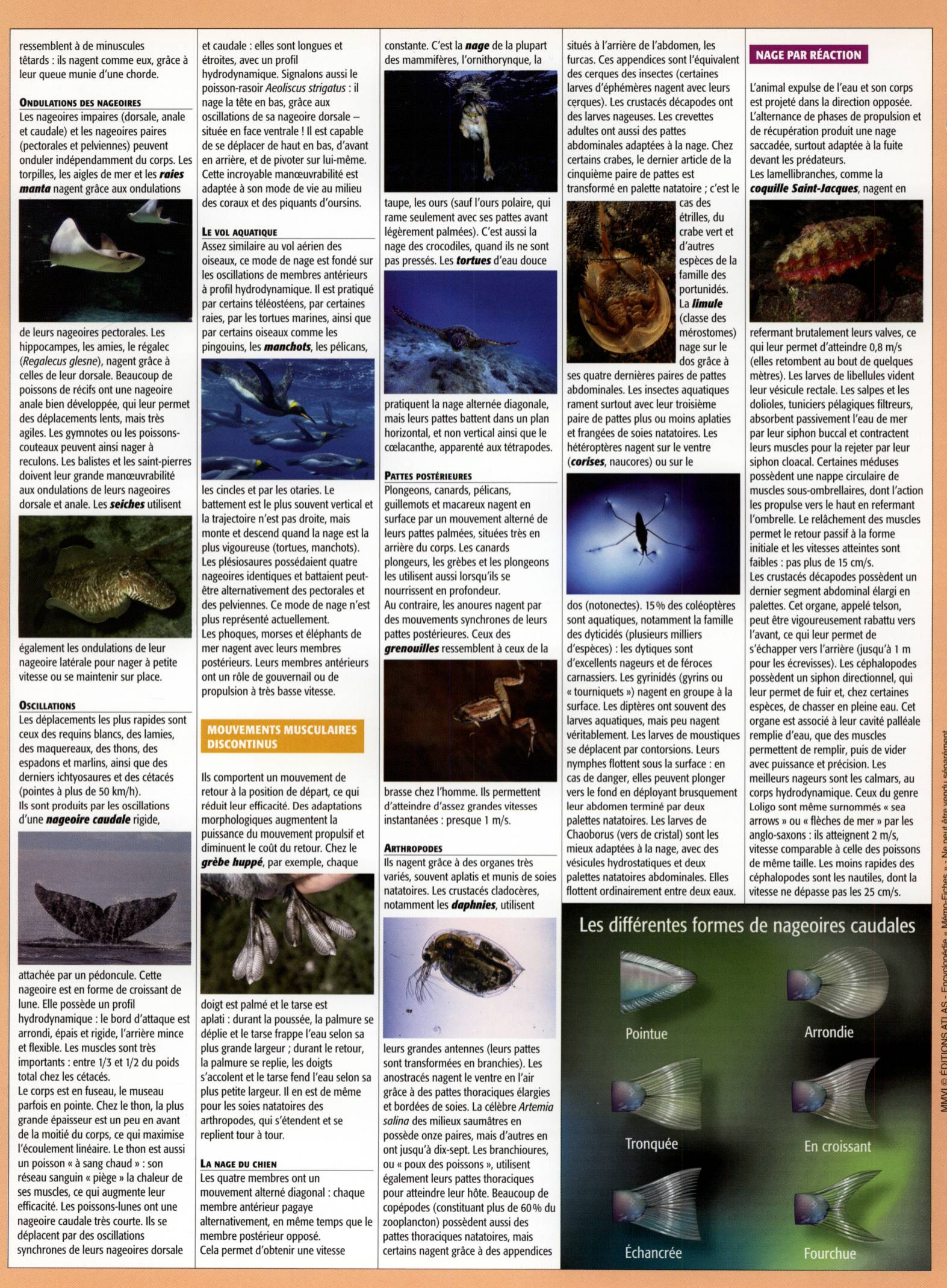 Prévisualisation du document La nage chez les insectes et les mammifères