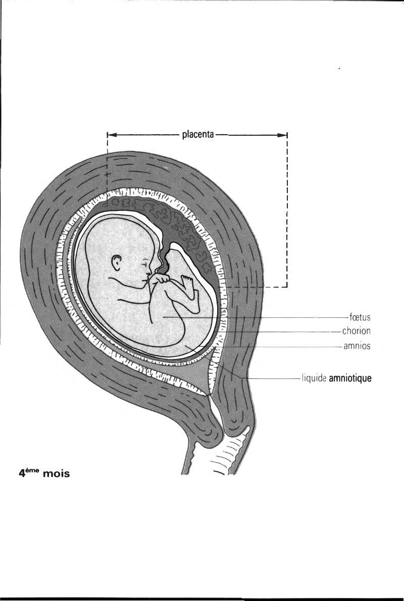 Prévisualisation du document LA PARTURITION