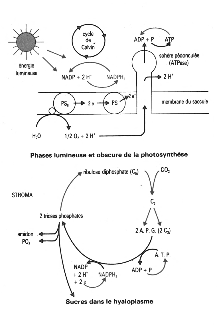 Prévisualisation du document La photosynthèse (Sciences et vie de la terre)