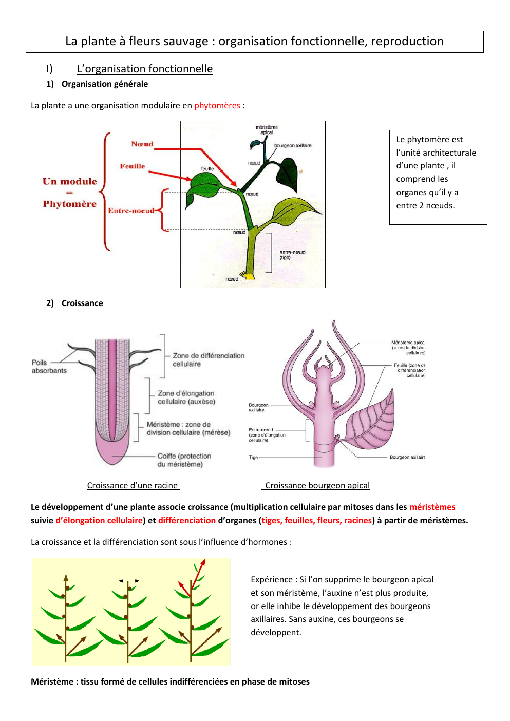 Prévisualisation du document La plante à fleurs sauvage : organisation fonctionnelle, reproduction