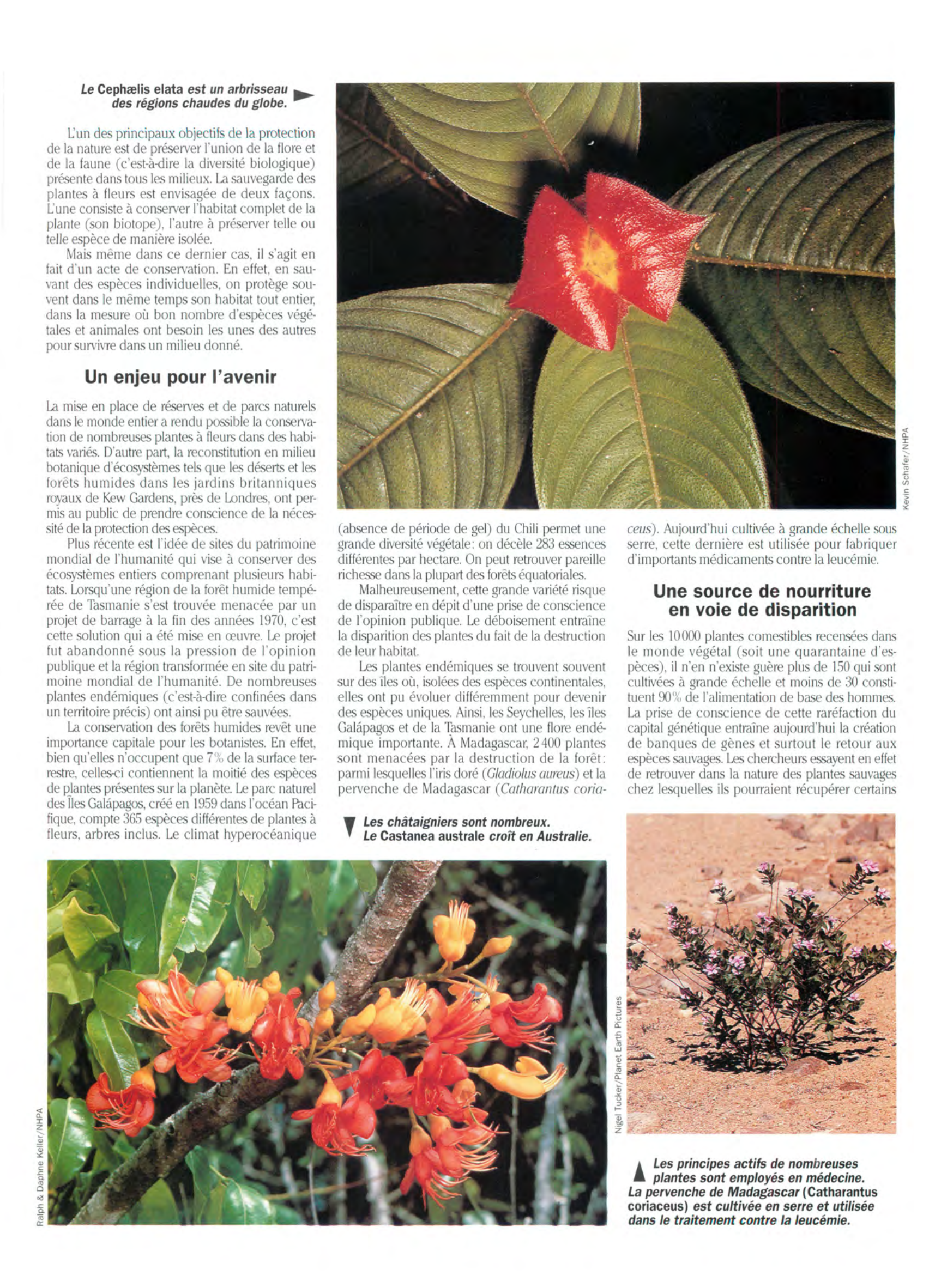 Prévisualisation du document La Protection des plantes à fleurs
