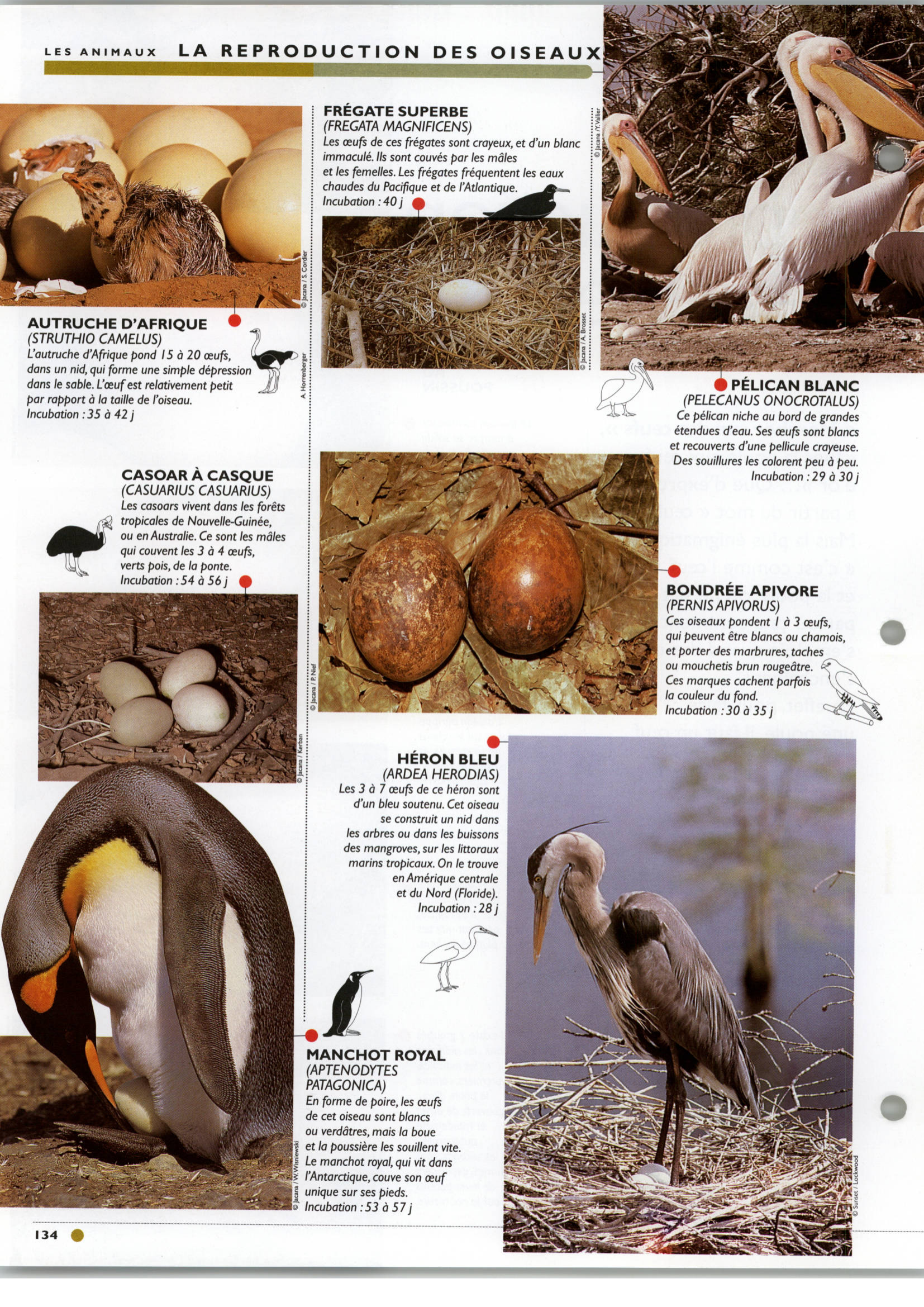 Prévisualisation du document La reproduction des oiseaux