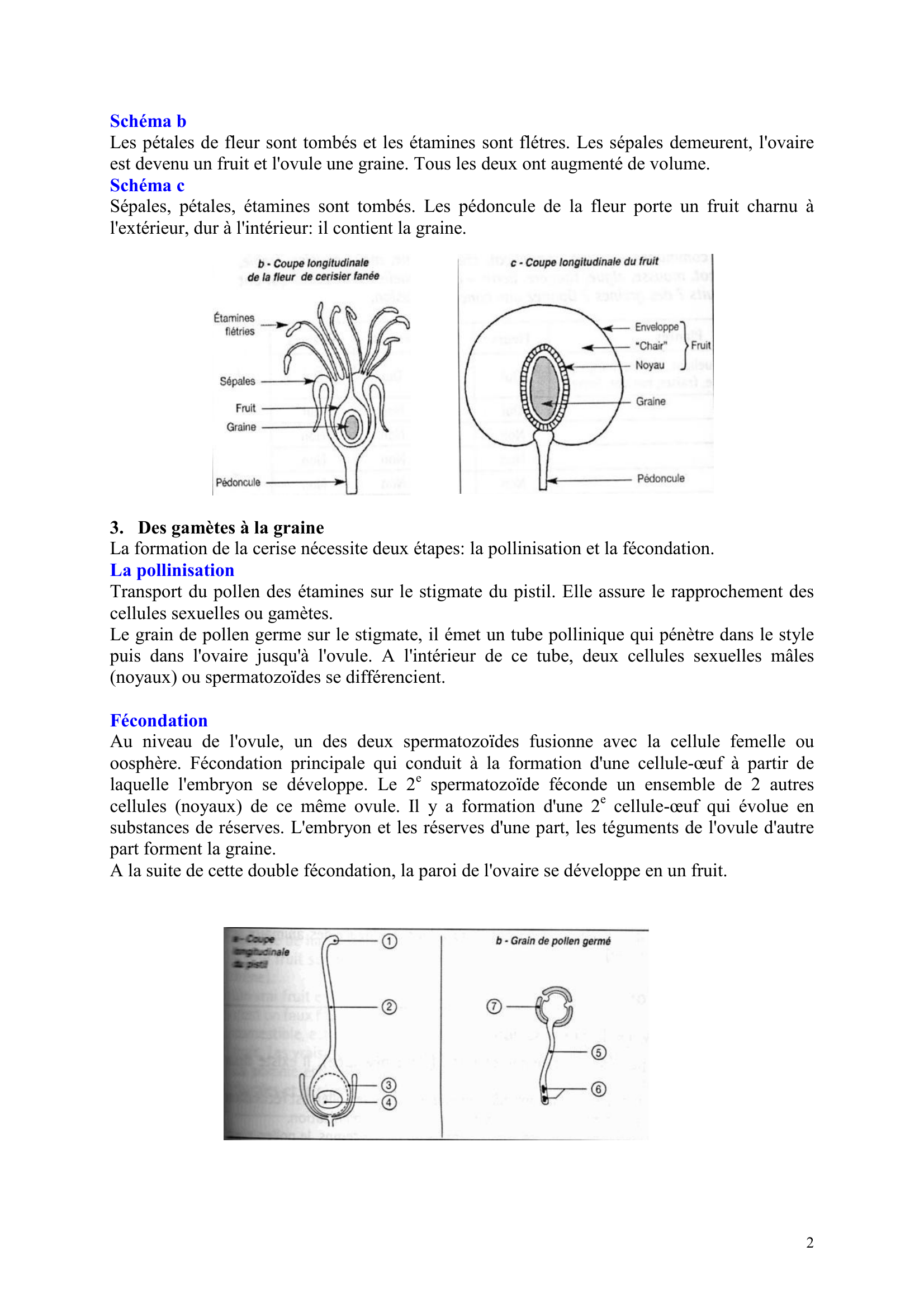 Prévisualisation du document La reproduction sexuée et asexuée
des plantes à fleurs
Synthèse sélectionée par Sylvain
sylvain.