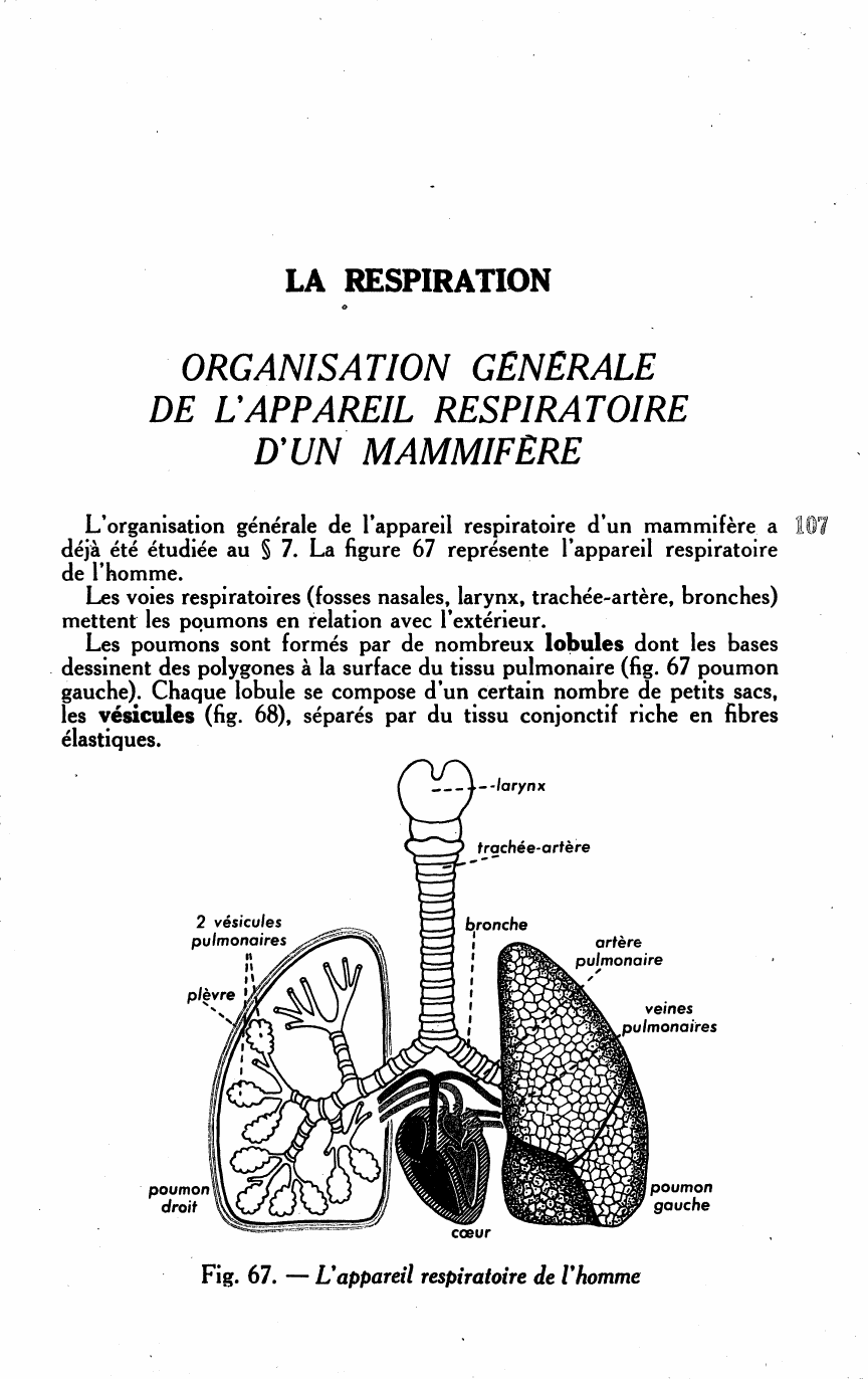 Prévisualisation du document LA RESPIRATION