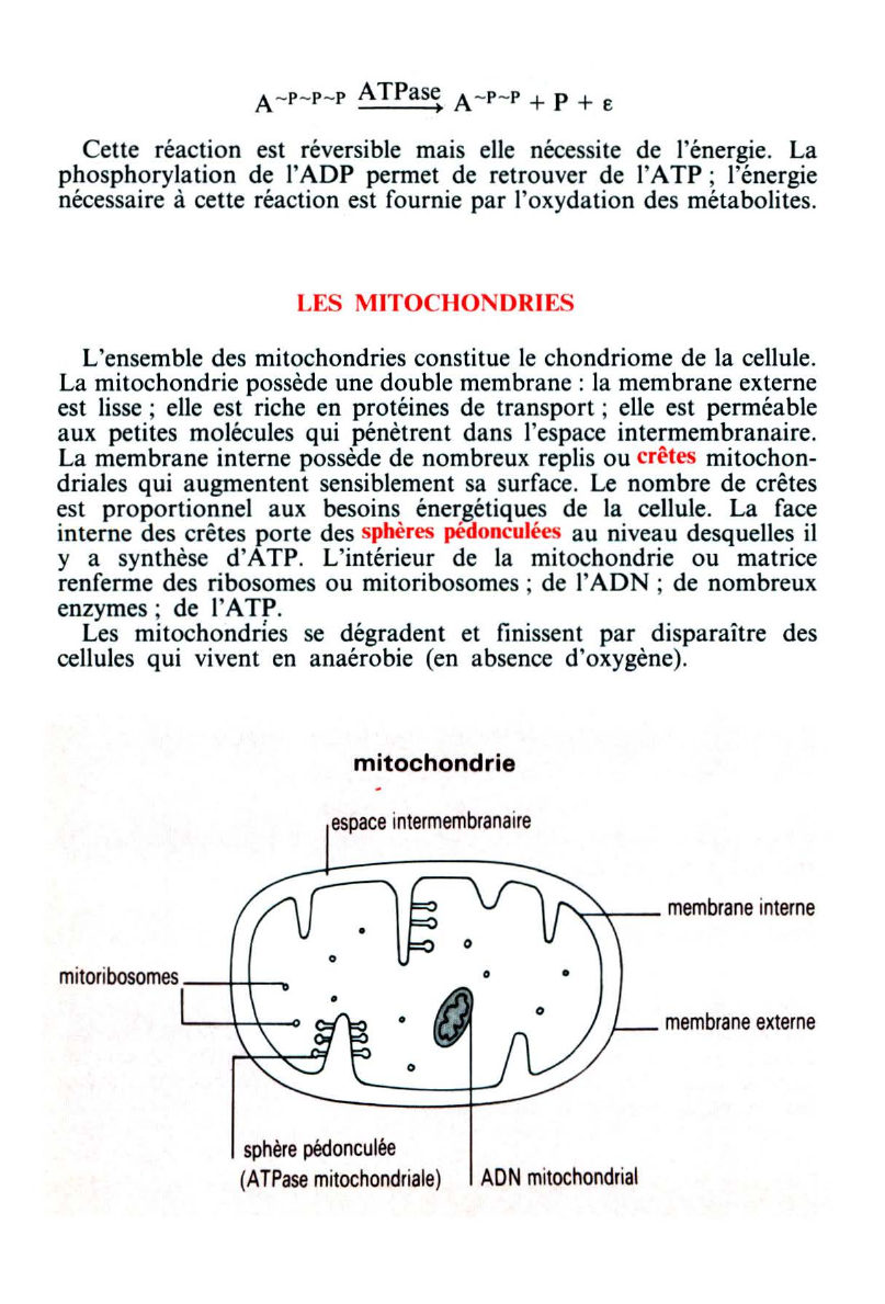 Prévisualisation du document LA RESPIRATION (SVT)