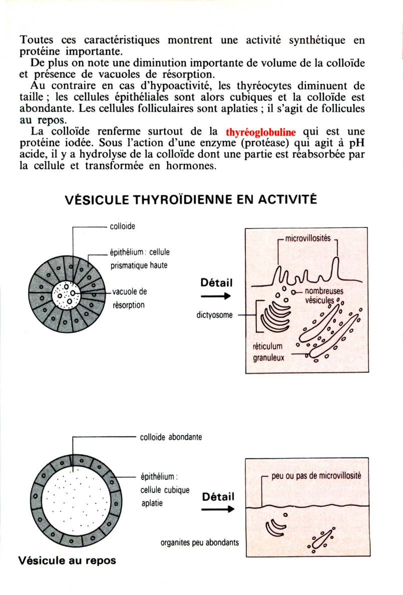 Prévisualisation du document La thyroïde (SVT)