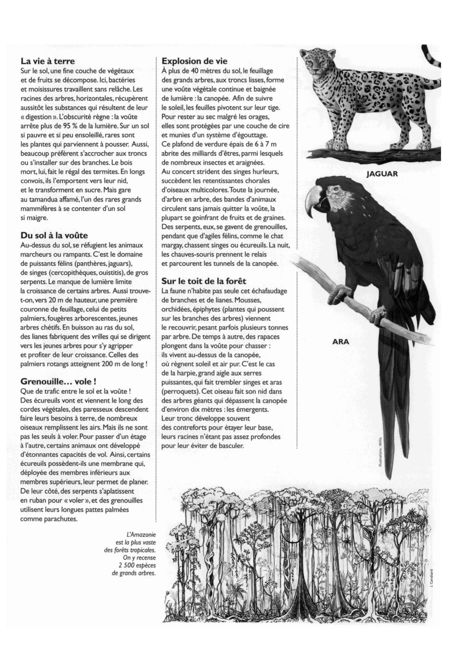 Prévisualisation du document La vie dans les forêts tropicales