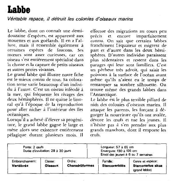 Prévisualisation du document Labbe:Véritable rapace, il détruit les colonies d'oiseaux marins.