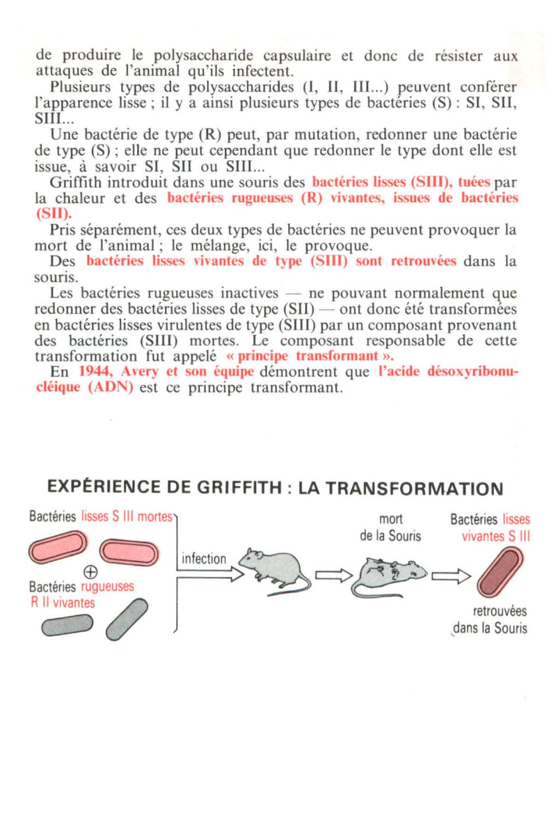 Prévisualisation du document L'ADN (SVT)