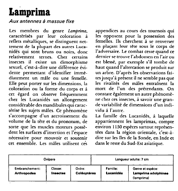 Prévisualisation du document Lamprima:Aux antennes à massue fixe.