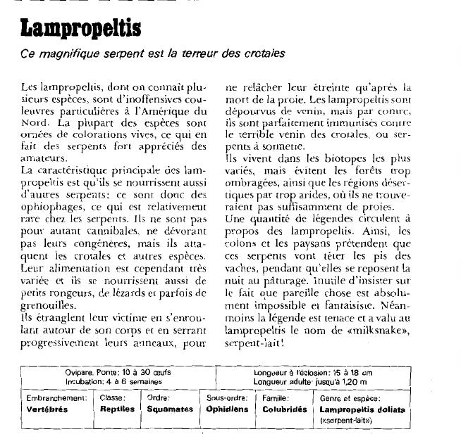 Prévisualisation du document Lampropeltis:Ce magnifique serpent est la terreur des crotales.