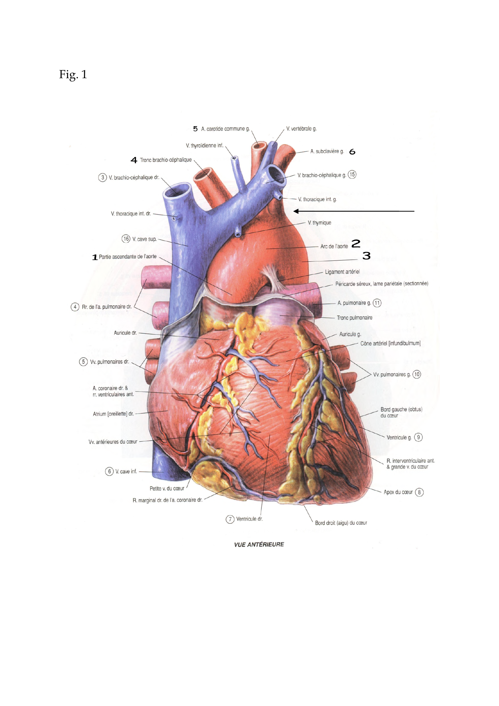 Prévisualisation du document L'Aorte Thoracique
Généralités
C'est le segment initial de l'aorte.