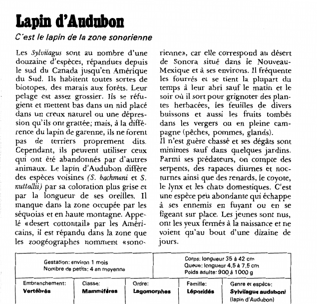 Prévisualisation du document Lapin d'Andubon:C'est le lapin de la zone sonorienne.