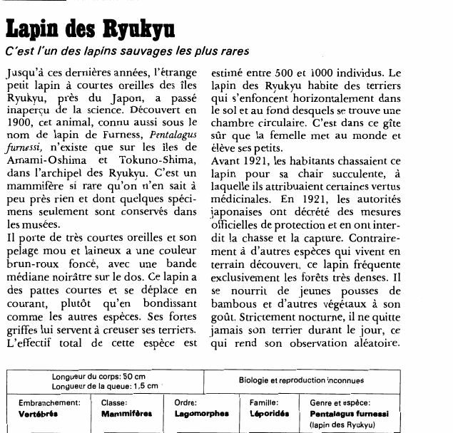 Prévisualisation du document Lapin des Rynkyn:C'est l'un des lapins sauvages les plus rares.