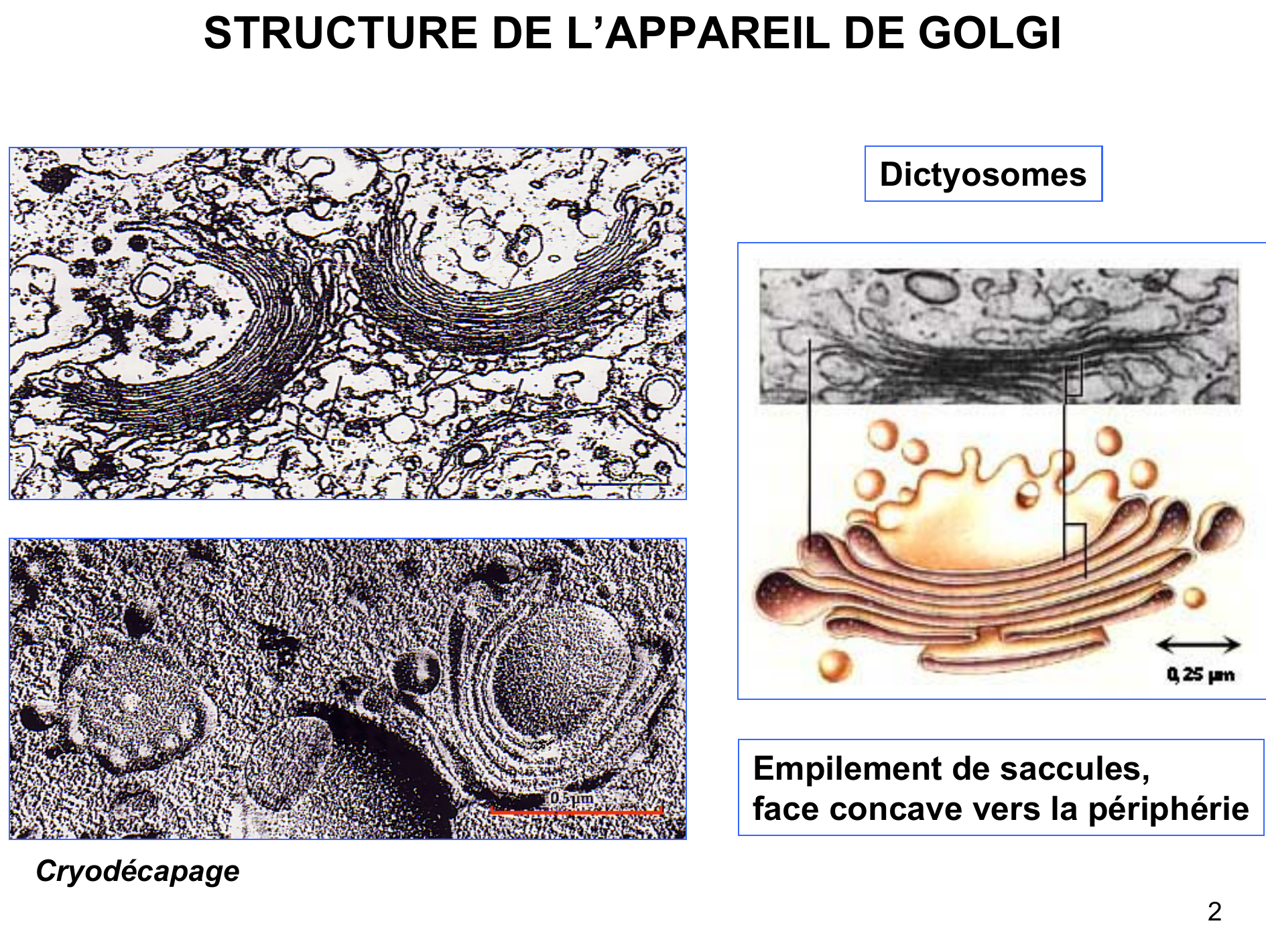 Prévisualisation du document L'appareil de Golgi
