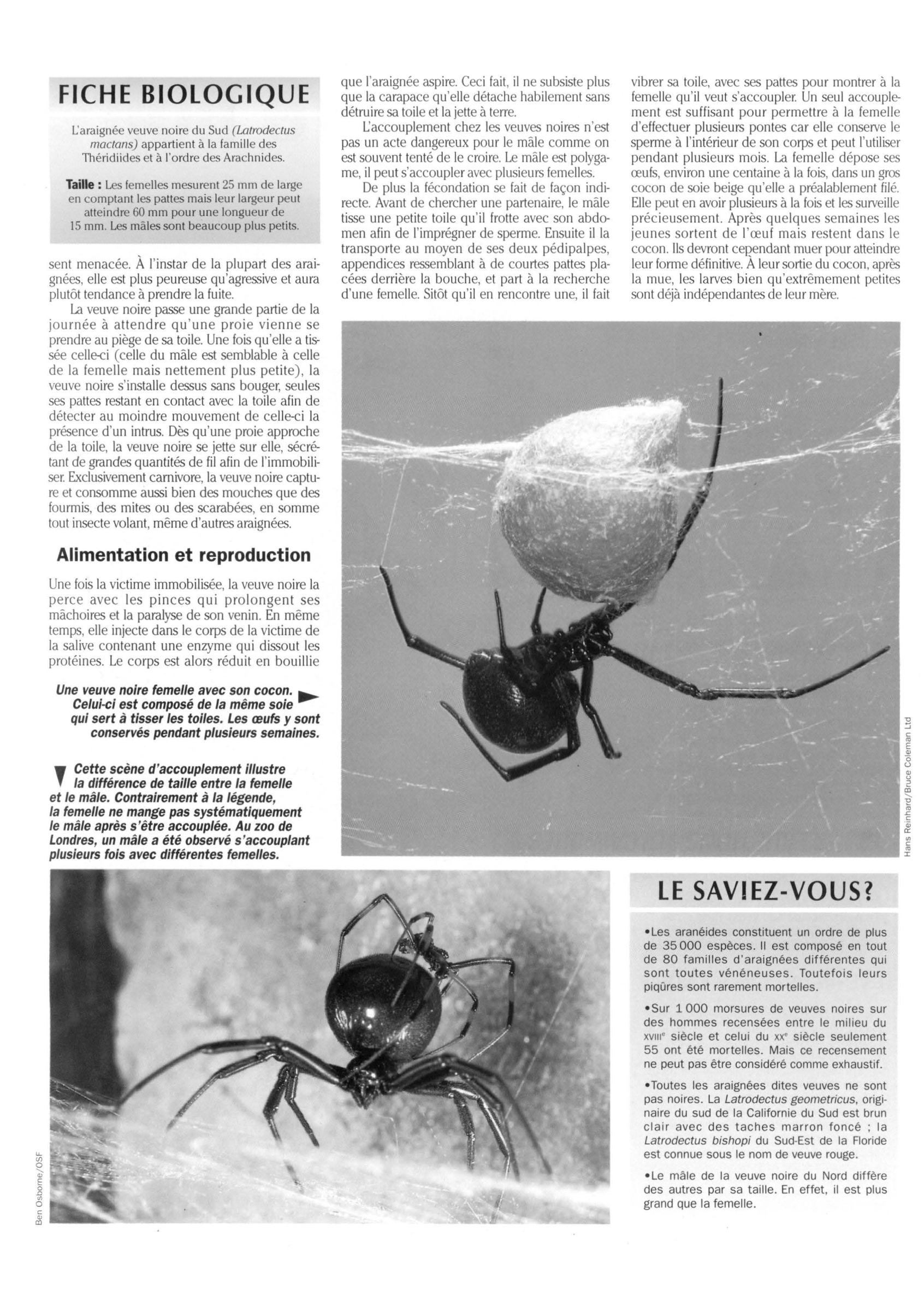 Prévisualisation du document L'Araignée veuve noire