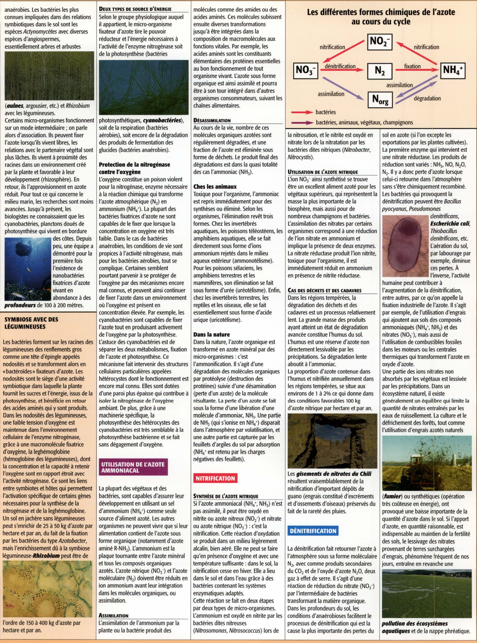 Prévisualisation du document L'AZOTE SOUS TOUTES SES FORMES